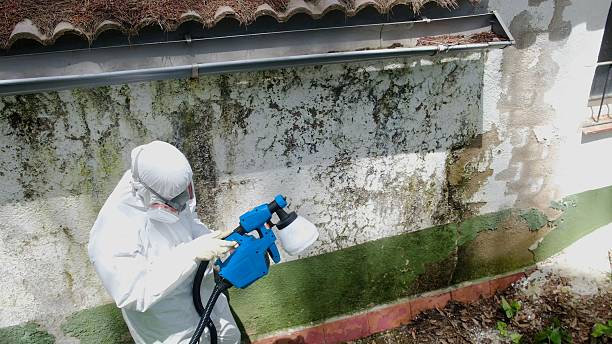 Trusted Mold Testing service in Belvidere, IL - Cheap Mold Removal